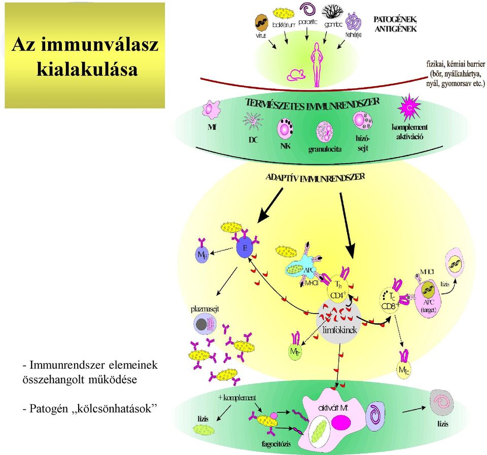 Immunrendszer elemeinek