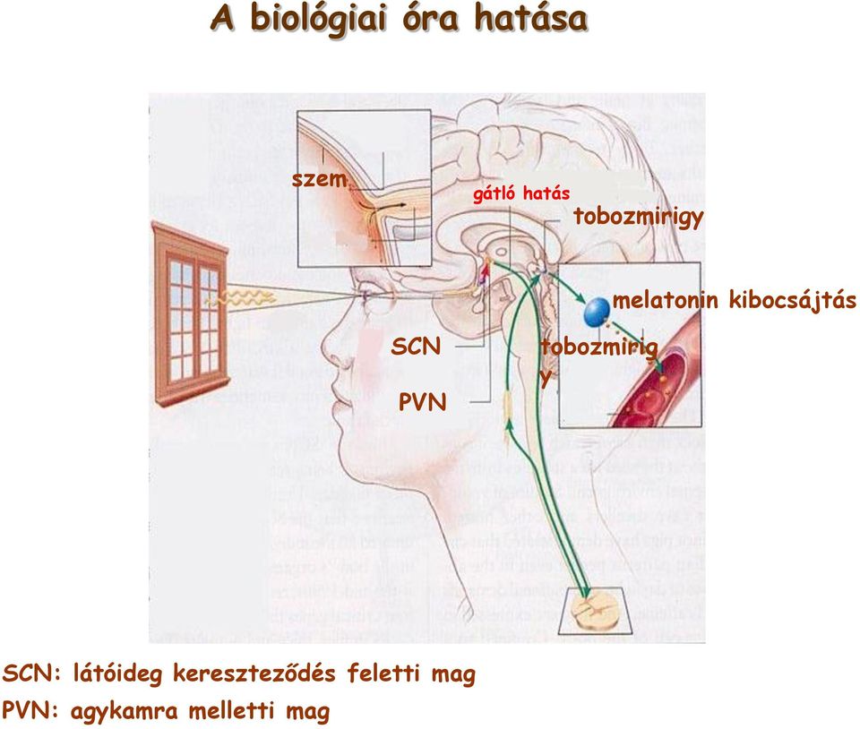 PVN tobozmirig y SCN: látóideg