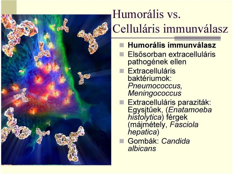 pathogének ellen Extracelluláris baktériumok: Pneumococcus,