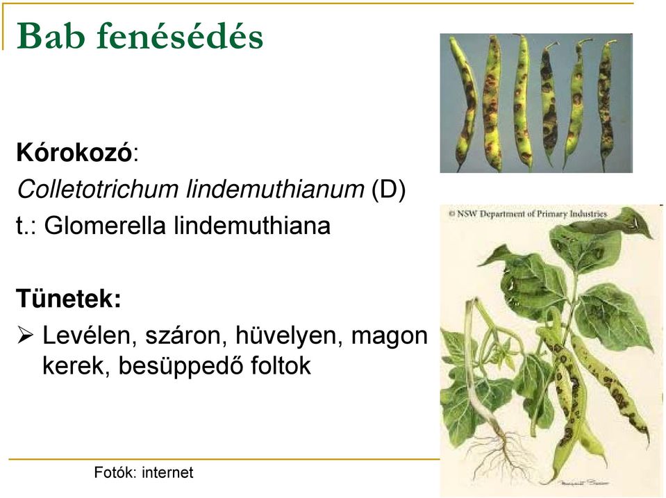 : Glomerella lindemuthiana Tünetek: