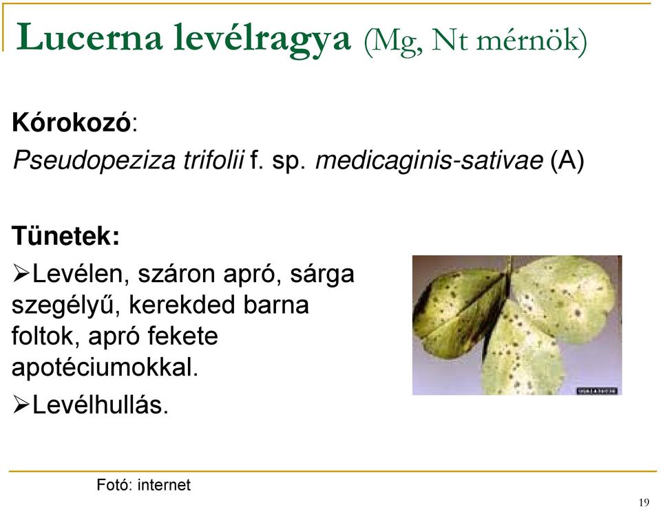 medicaginis-sativae (A) Tünetek: Levélen, száron