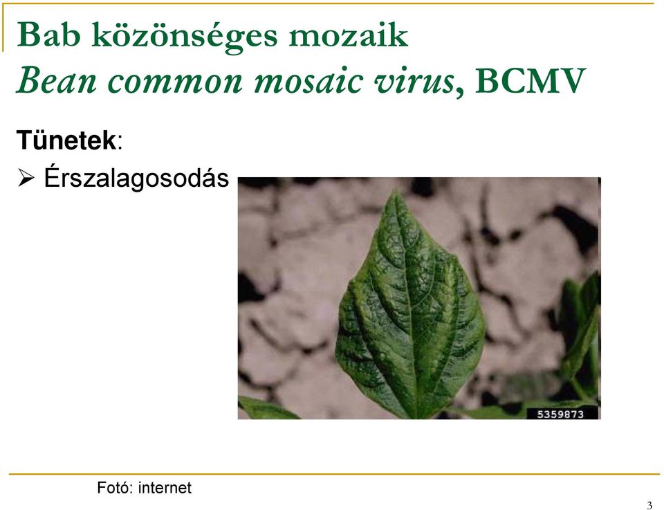 mosaic virus, BCMV