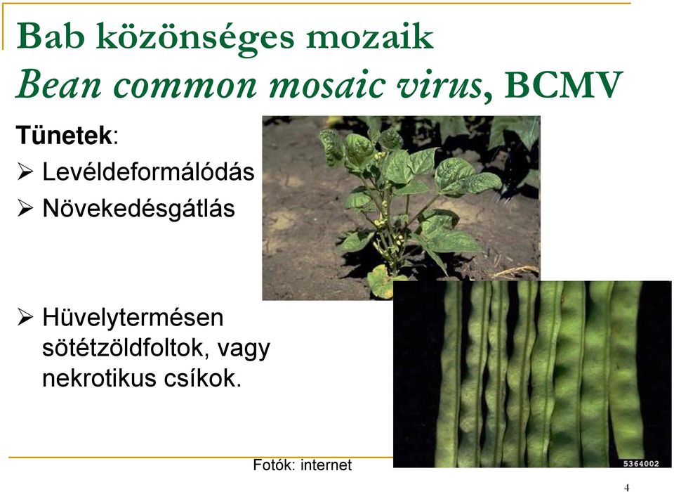 Növekedésgátlás Hüvelytermésen