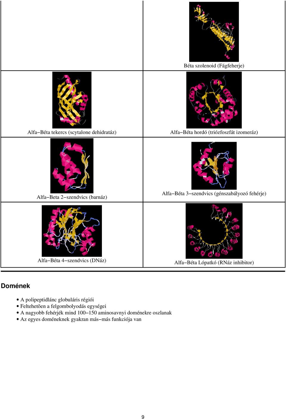 Béta Lópatkó (RNáz inhibitor) Domének A polipeptidlánc globuláris régiói Feltehetõen a felgombolyodás egységei