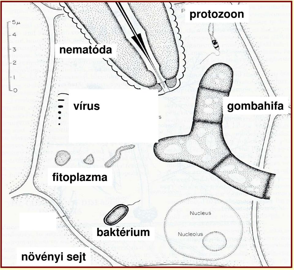 gombahifa