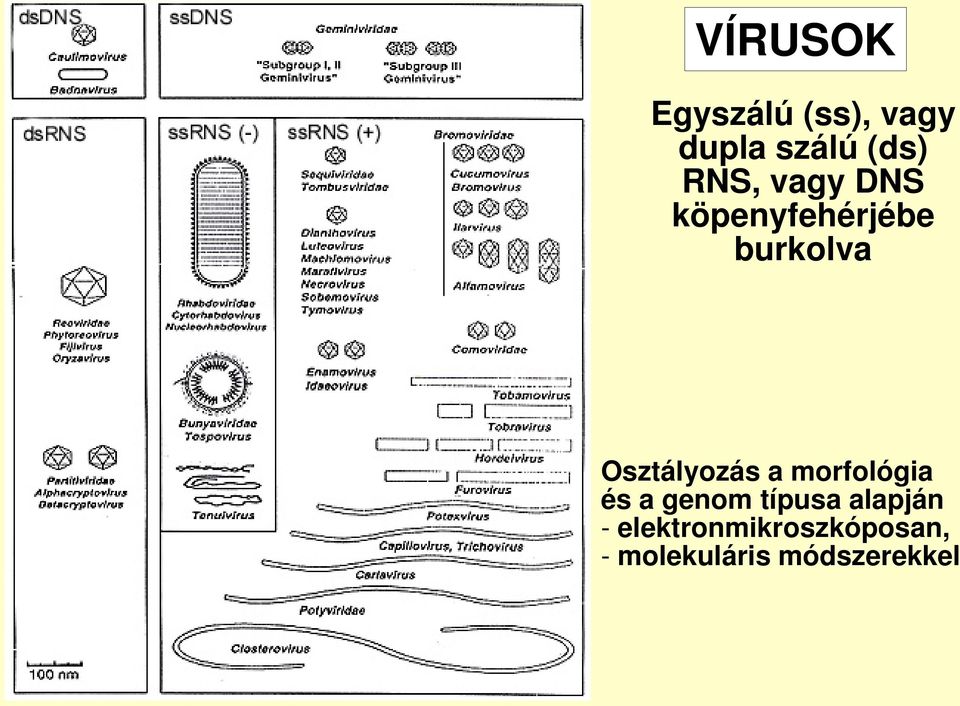 Osztályozás a morfológia és a genom típusa