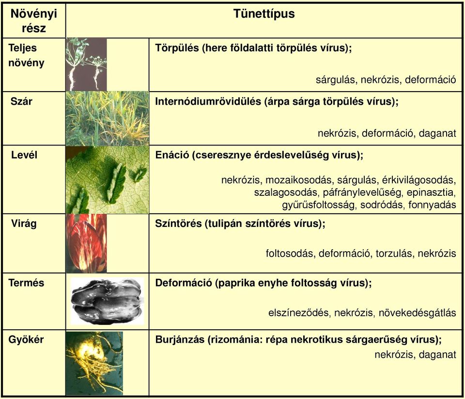 páfránylevelűség, epinasztia, gyűrűsfoltosság, sodródás, fonnyadás Színtörés (tulipán színtörés vírus); foltosodás, deformáció, torzulás, nekrózis Termés