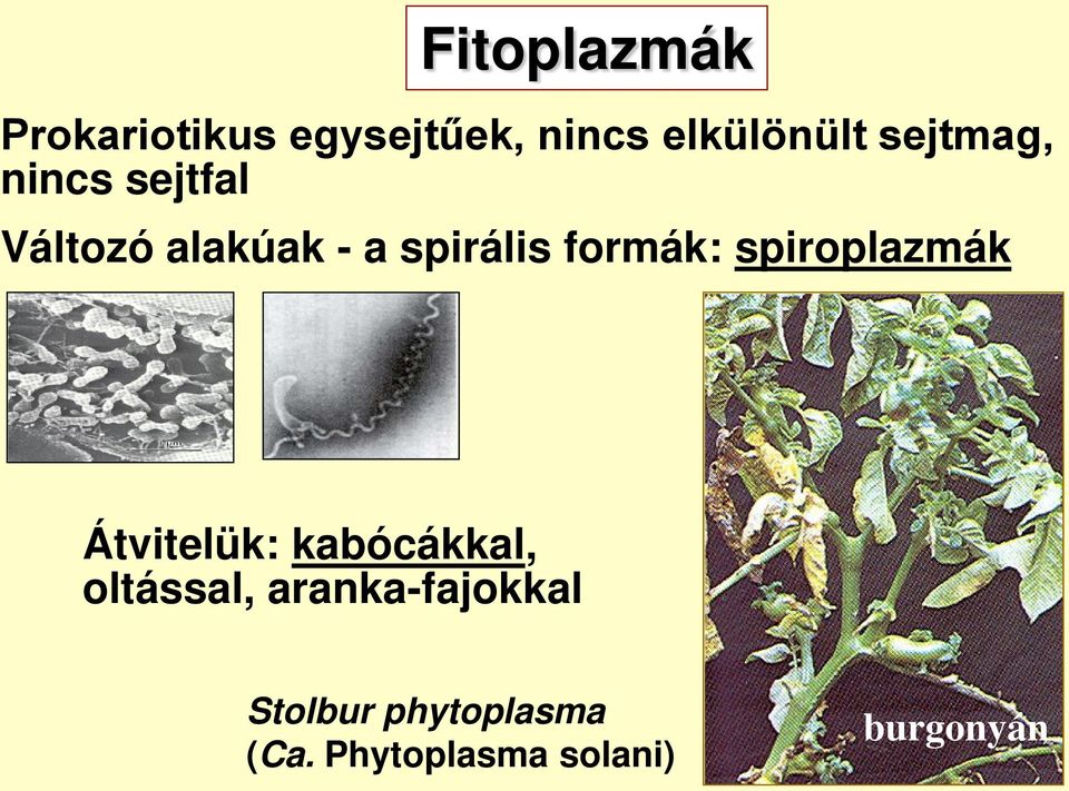 formák: spiroplazmák Átvitelük: kabócákkal, oltással,