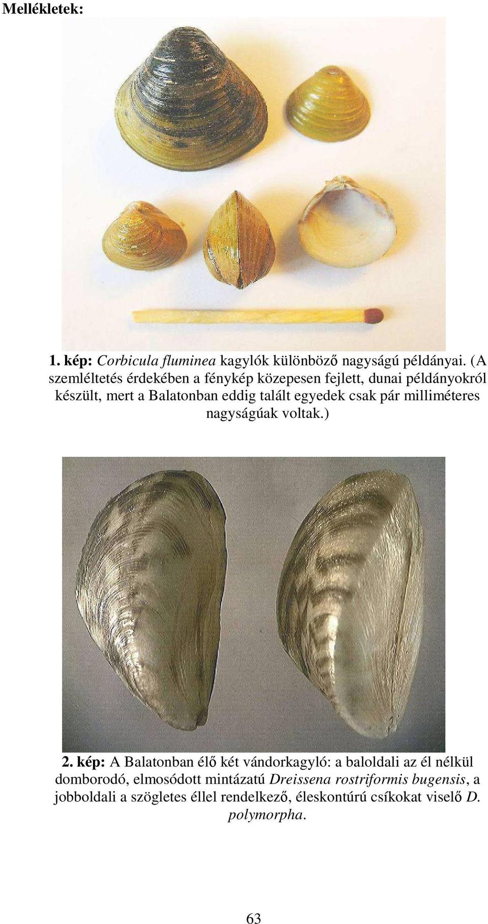 egyedek csak pár milliméteres nagyságúak voltak.) 2.