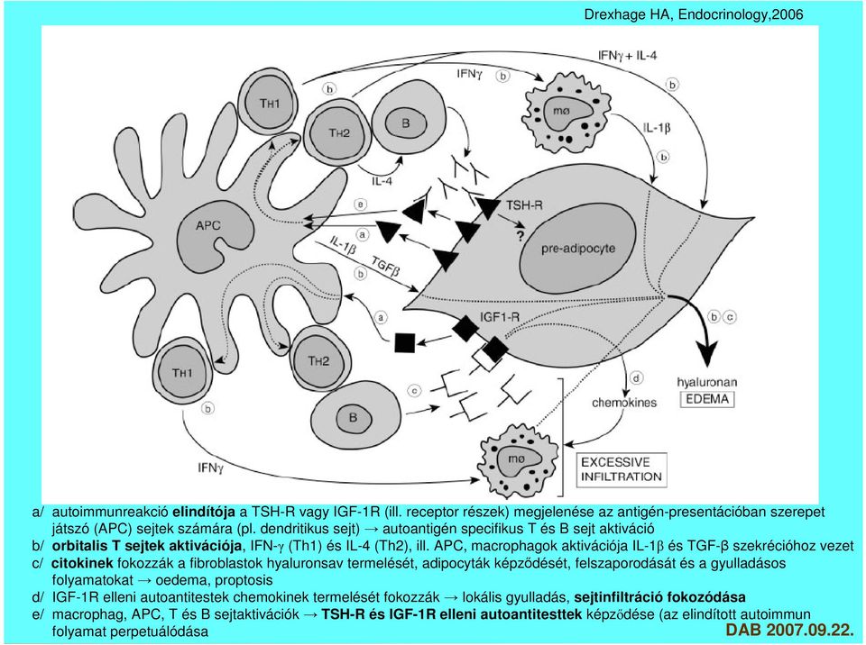 APC, macrophagok aktivációja IL-1 és TGF- szekrécióhoz vezet c/ citokinek fokozzák a fibroblastok hyaluronsav termelését, adipocyták képzdését, felszaporodását és a gyulladásos folyamatokat