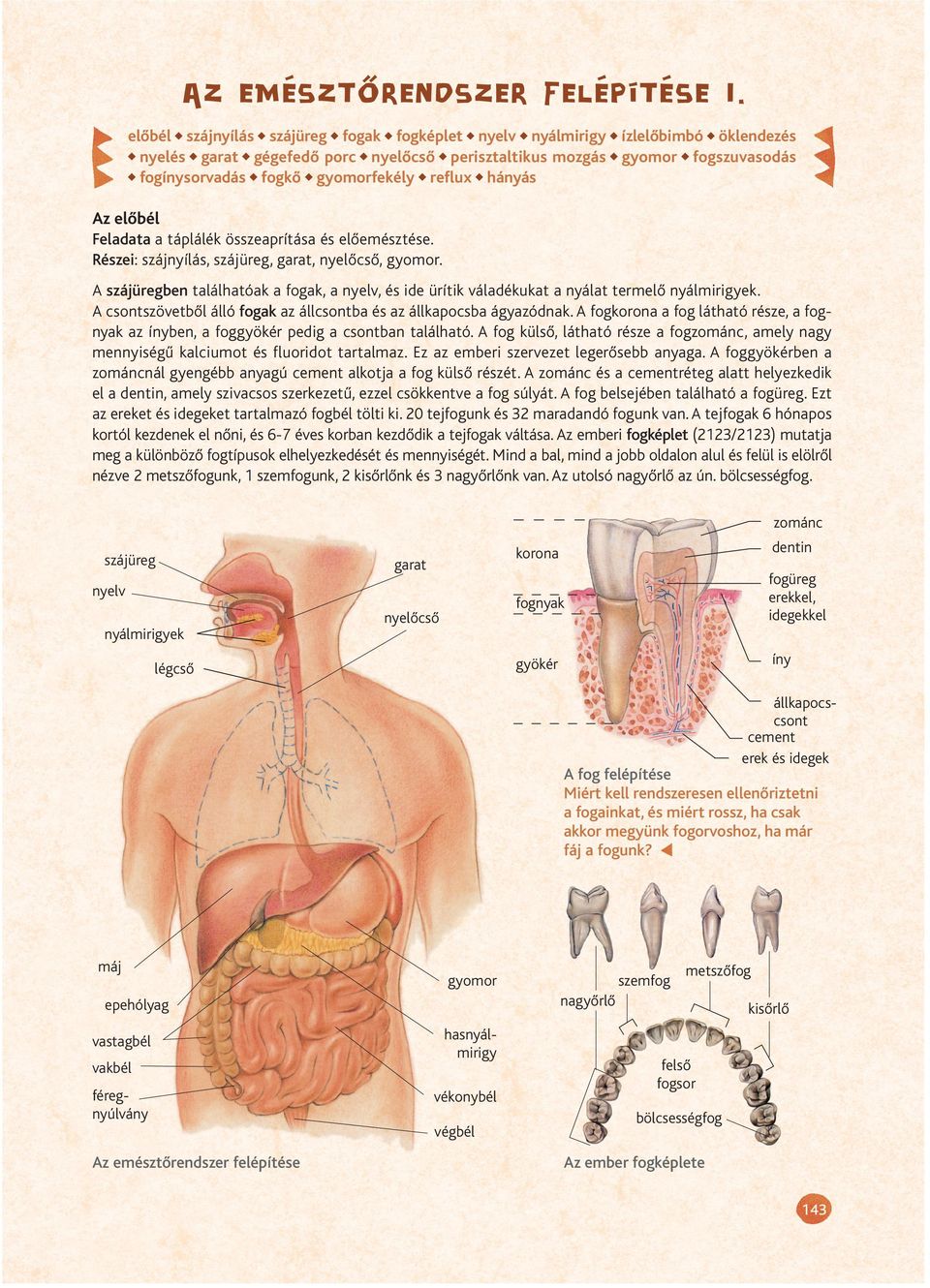 Az ember fogképlete. Az emésztõrendszer felépítése. zománc. dentin. korona.  szájüreg. garat nyelv nyelõcsõ. fogüreg erekkel, idegekkel. - PDF Ingyenes  letöltés
