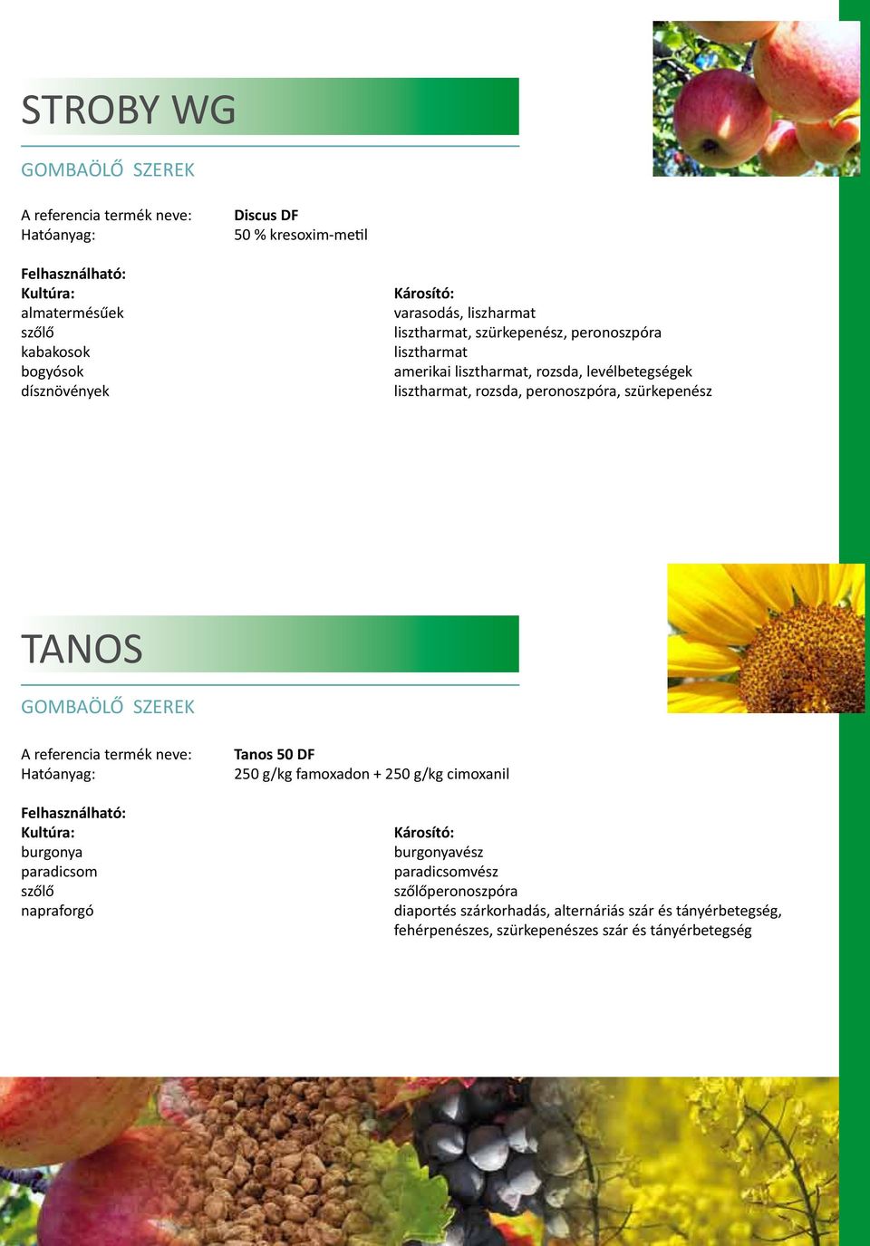 szürkepenész TANOS burgonya paradicsom napraforgó Tanos 50 DF 250 g/kg famoxadon + 250 g/kg cimoxanil burgonyavész