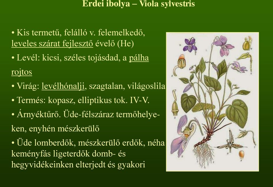 Virág: levélhónalji, szagtalan, világoslila Termés: kopasz, elliptikus tok. IV-V. Árnyéktűrő.