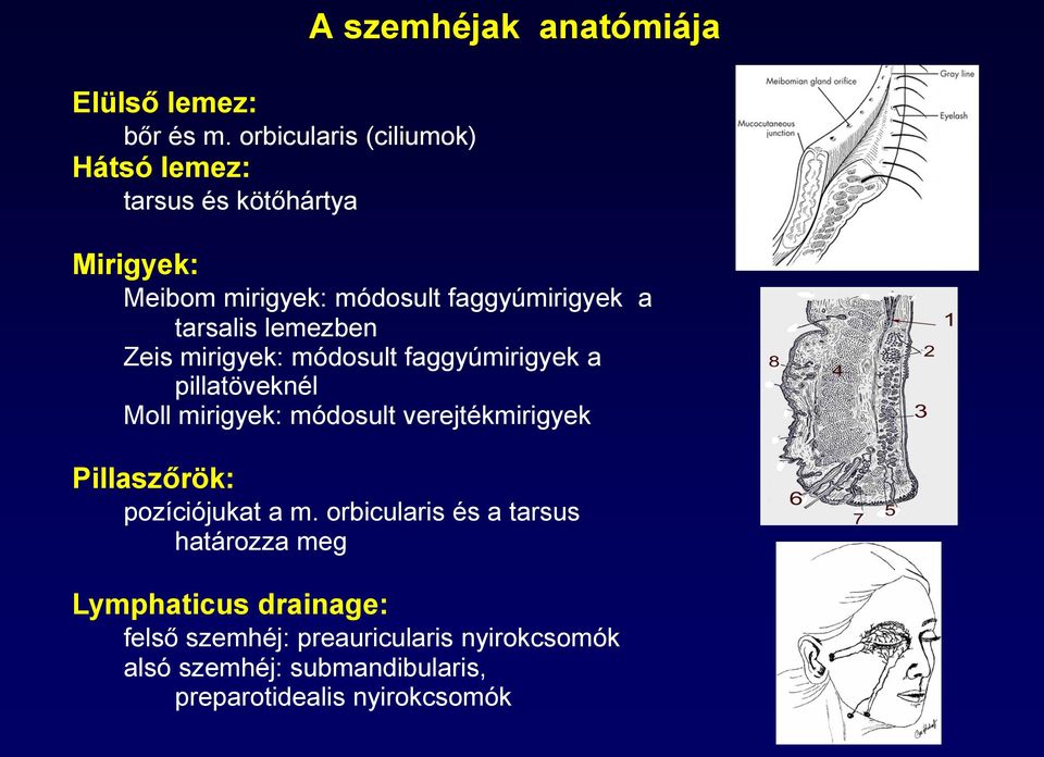 faggyúmirigyek a tarsalis lemezben Zeis mirigyek: módosult faggyúmirigyek a pillatöveknél Moll mirigyek: módosult