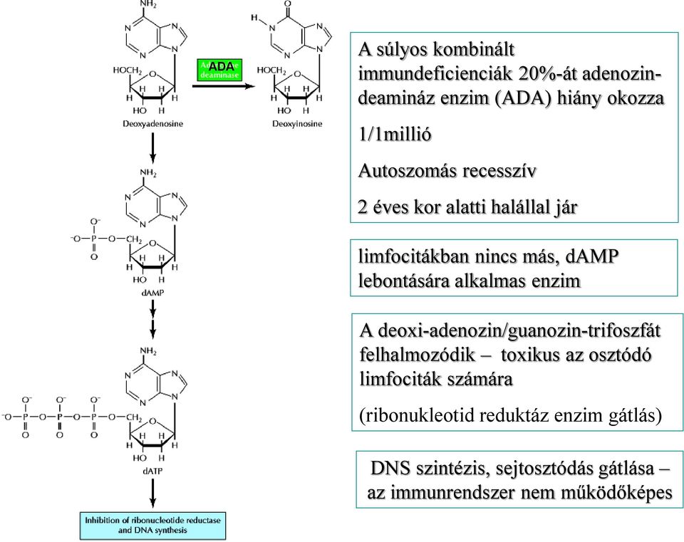 alkalmas enzim A deoxi-adenozin/guanozin-trifoszfát felhalmozódik toxikus az osztódó limfociták
