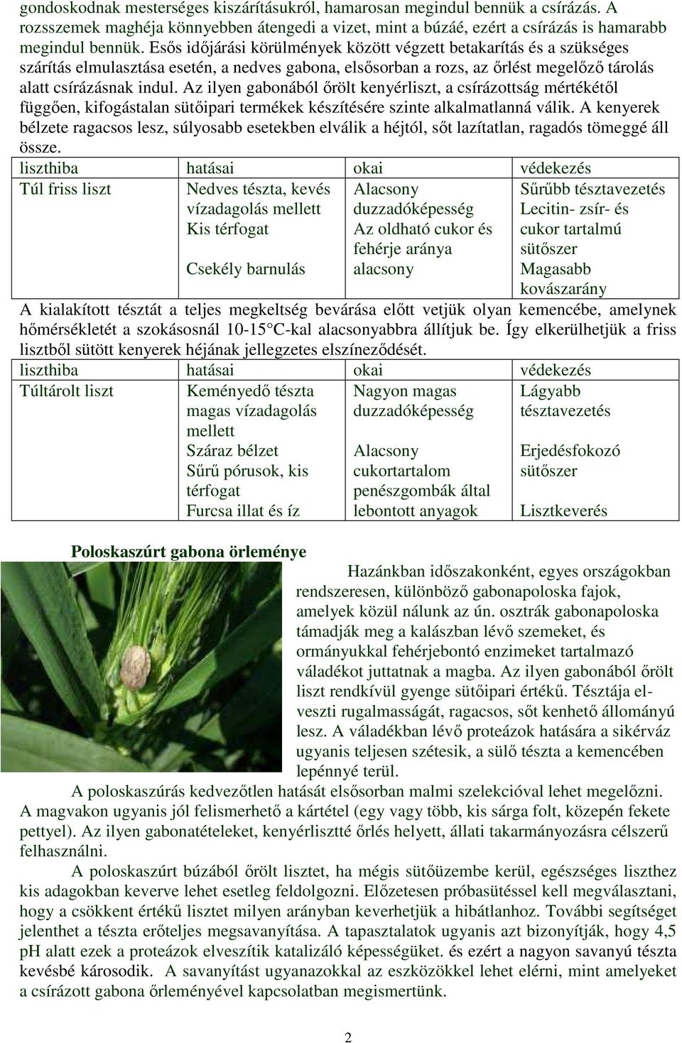 Az ilyen gabonából ırölt kenyérliszt, a csírázottság mértékétıl függıen, kifogástalan sütıipari termékek készítésére szinte alkalmatlanná válik.