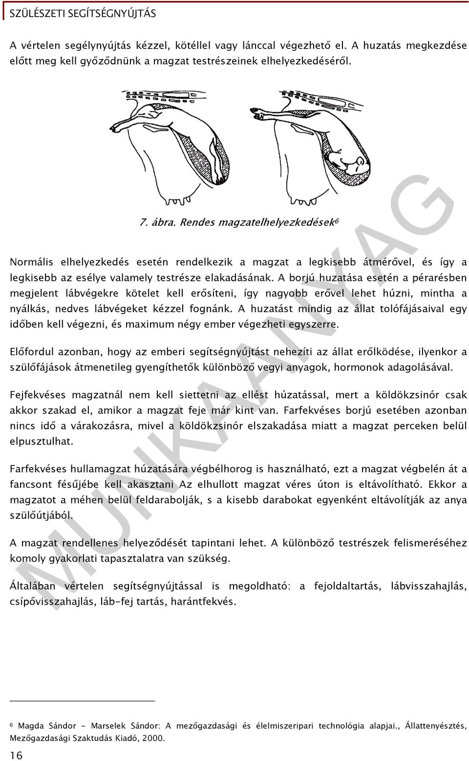 A borjú huzatása esetén a pérarésben megjelent lábvégekre kötelet kell erősíteni, így nagyobb erővel lehet húzni, mintha a nyálkás, nedves lábvégeket kézzel fognánk.