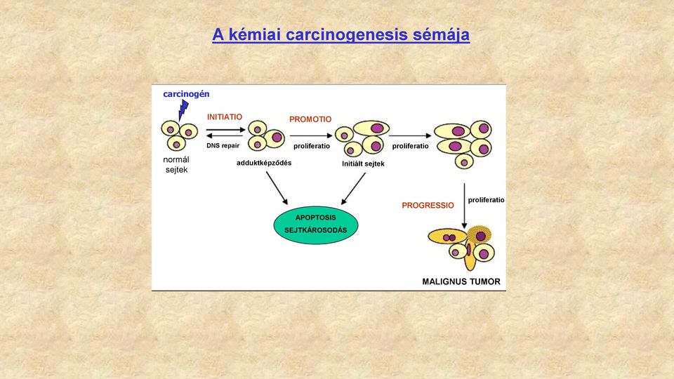 proliferatio Initiált sejtek proliferatio APOPTOSIS