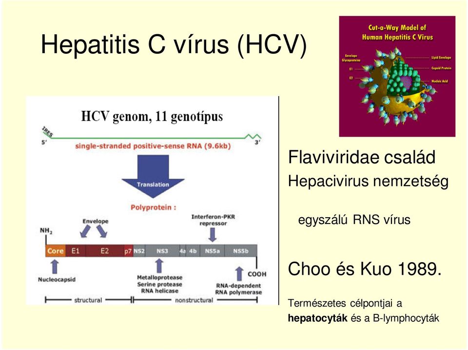 RNS vírus Choo és Kuo 1989.