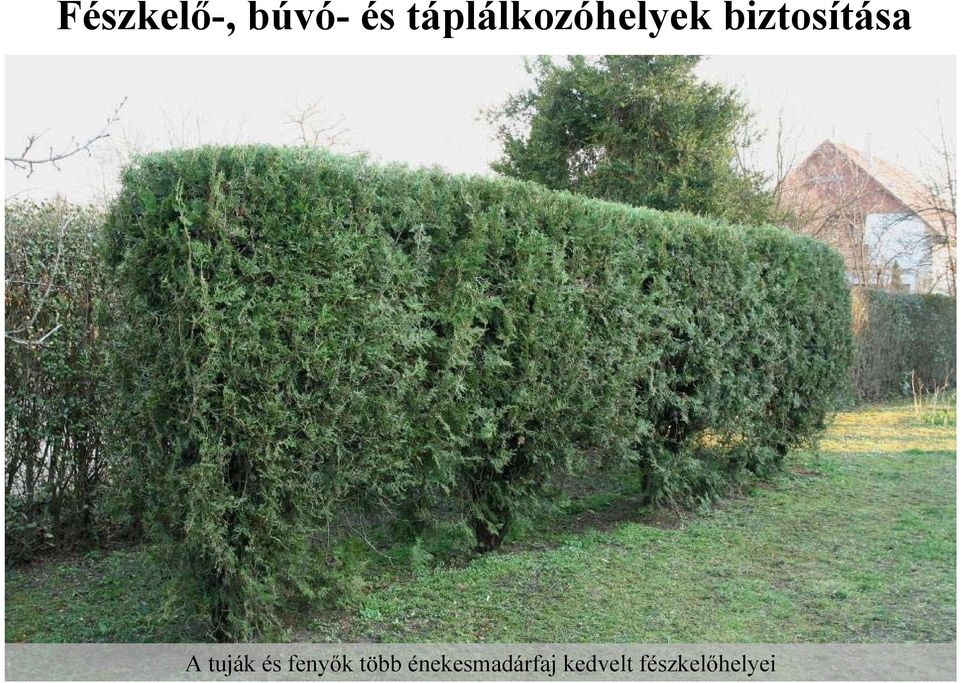 biztosítása A tuják és