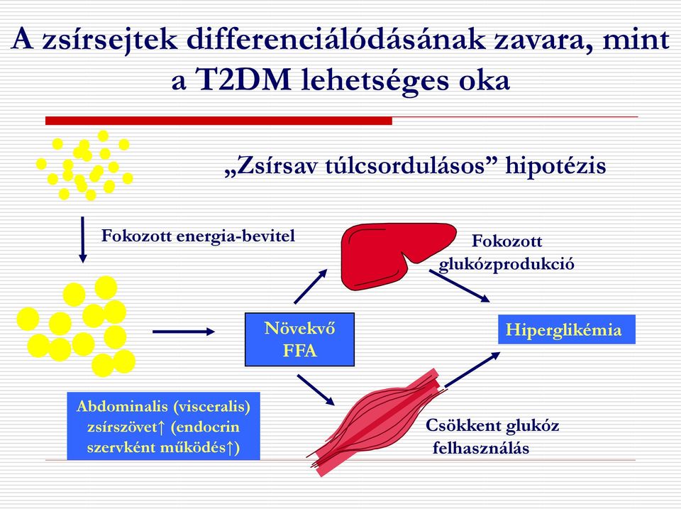 FFA Fokozott glukózprodukció Hiperglikémia Abdominalis (visceralis)