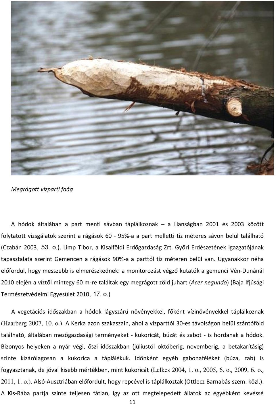 Ugyanakkor néha előfordul, hogy messzebb is elmerészkednek: a monitorozást végző kutatók a gemenci Vén-Dunánál 2010 elején a víztől mintegy 60 m-re találtak egy megrágott zöld juhart (Acer negundo)