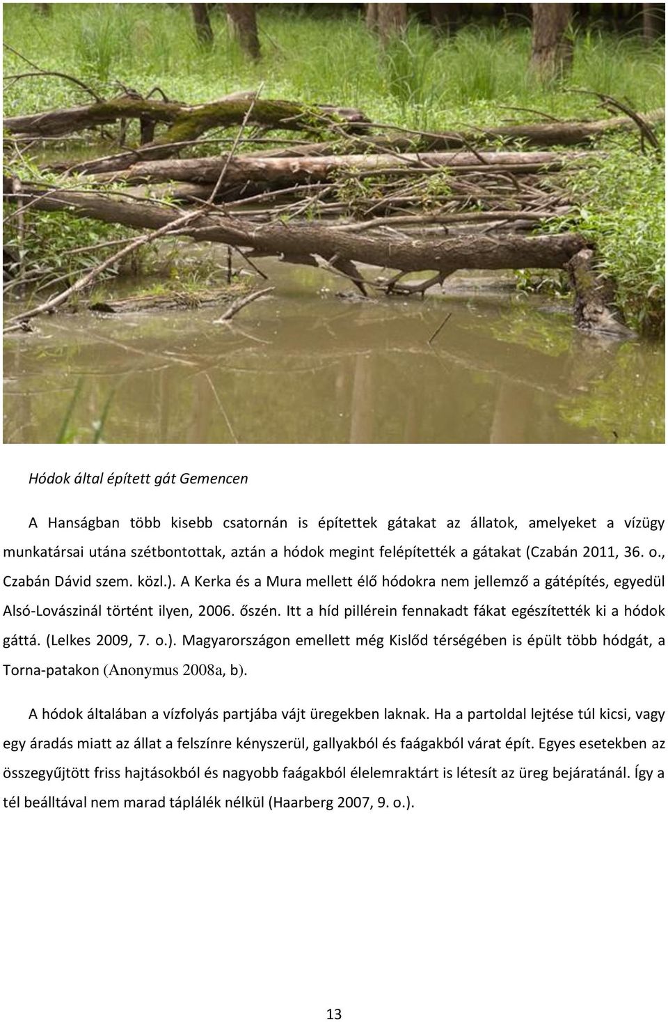 Itt a híd pillérein fennakadt fákat egészítették ki a hódok gáttá. (Lelkes 2009, 7. o.). Magyarországon emellett még Kislőd térségében is épült több hódgát, a Torna-patakon (Anonymus 2008a, b).