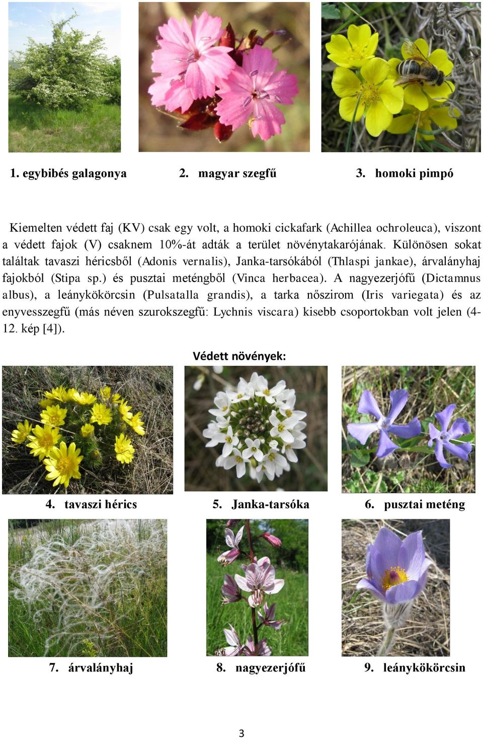 Különösen sokat találtak tavaszi héricsből (Adonis vernalis), Janka-tarsókából (Thlaspi jankae), árvalányhaj fajokból (Stipa sp.) és pusztai meténgből (Vinca herbacea).