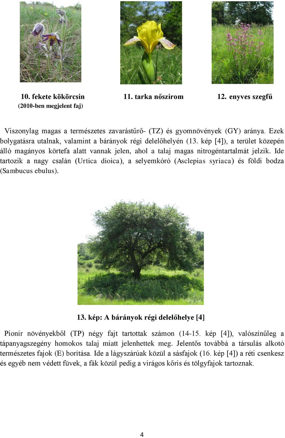 Ide tartozik a nagy csalán (Urtica dioica), a selyemkóró (Asclepias syriaca) és földi bodza (Sambucus ebulus). 13.