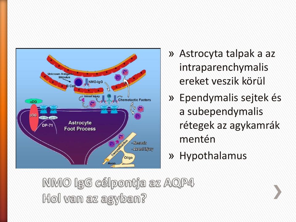 körül» Ependymalis sejtek és a