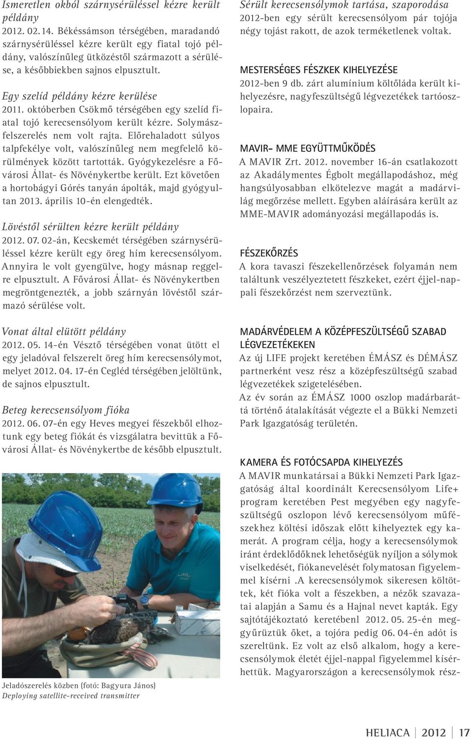 Egy szelíd példány kézre kerülése 2011. októberben Csökmő térségében egy szelíd fiatal tojó kerecsensólyom került kézre. Solymászfelszerelés nem volt rajta.