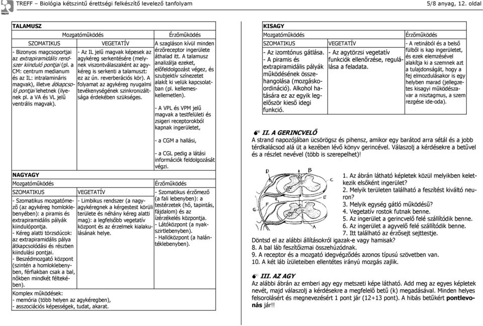 NAGYAGY Mozgatóműködés SZOMATIKUS - Szomatikus mozgatómező (az agykéreg homloklebenyében): a piramis és extrapiramidális pályák kiindulópontja.
