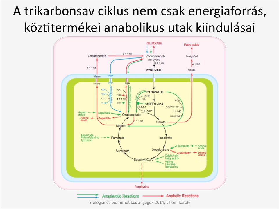 energiaforrás,