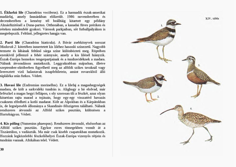 Városok parkjaiban, sőt futballpályákon is megtelepszik. Feltűnő, jellegzetes hangja van. 2. Parti lile (Charadrius hiaticula). A Búvár zsebkönyvek sorozat Madarak 2.