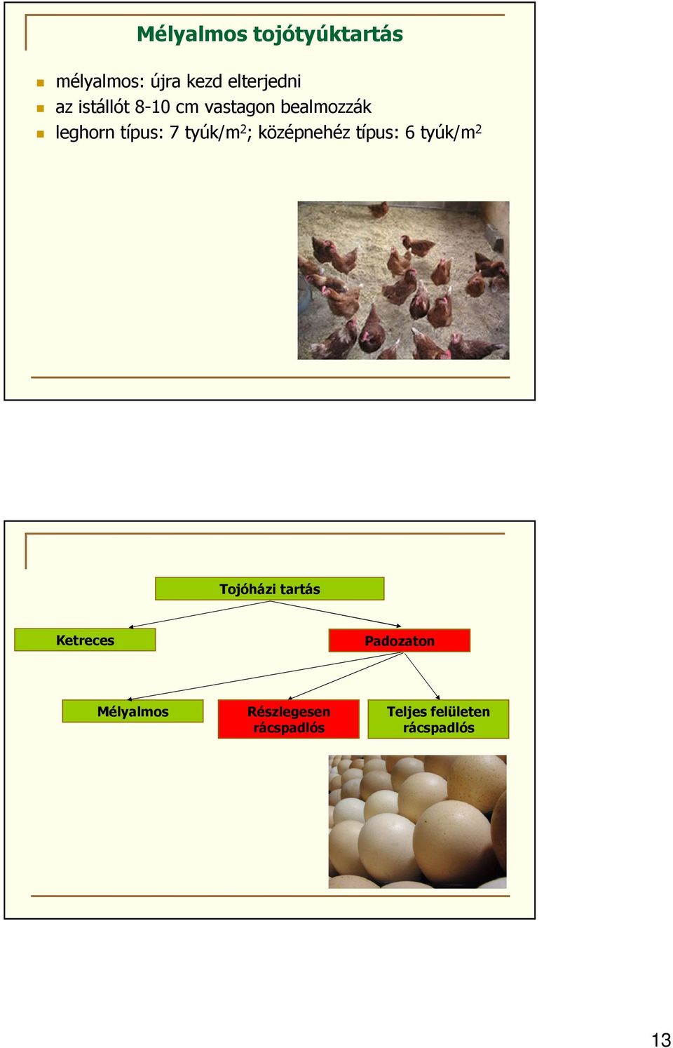tyúk/m 2 ; középnehéz típus: 6 tyúk/m 2 Tojóházi tartás