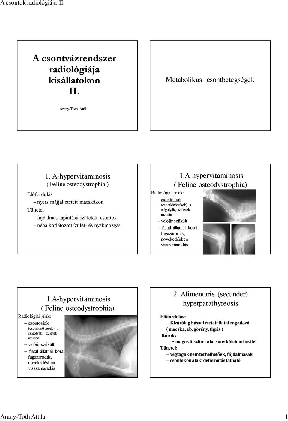 A-hypervitaminosis ( Feline osteodystrophia) exostosiok (csontkinövések) a csigolyák, ízületek mentén velıőr szőkült fiatal állatnál korai fugazárodás, növekedésben visszamaradás 1.