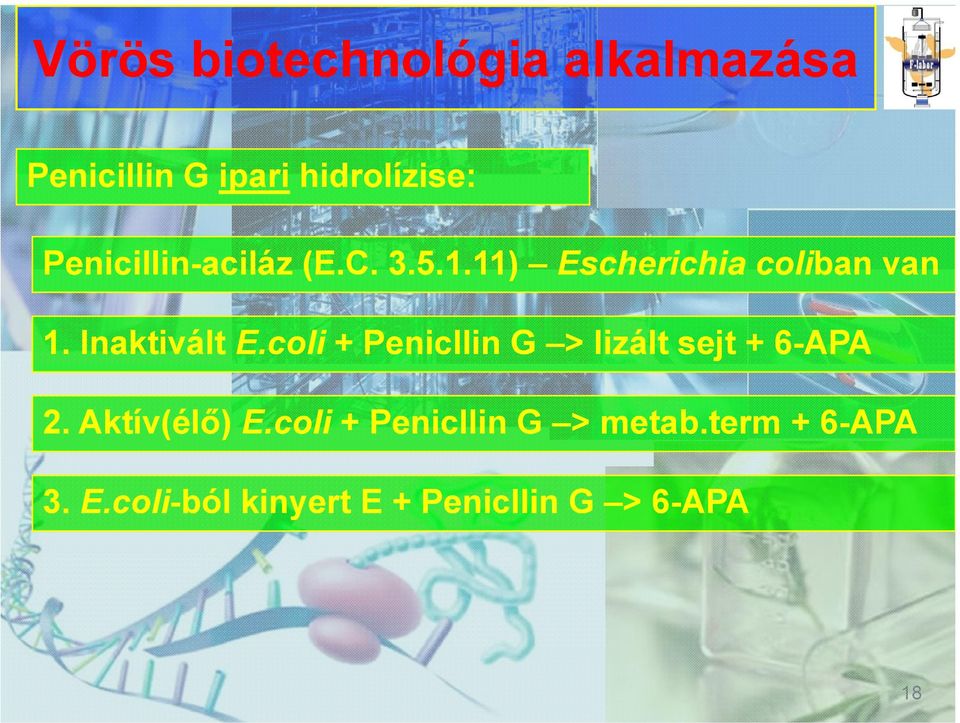 Inaktivált E.coli + Penicllin G > lizált sejt + 6-APA 2. Aktív(élő) E.