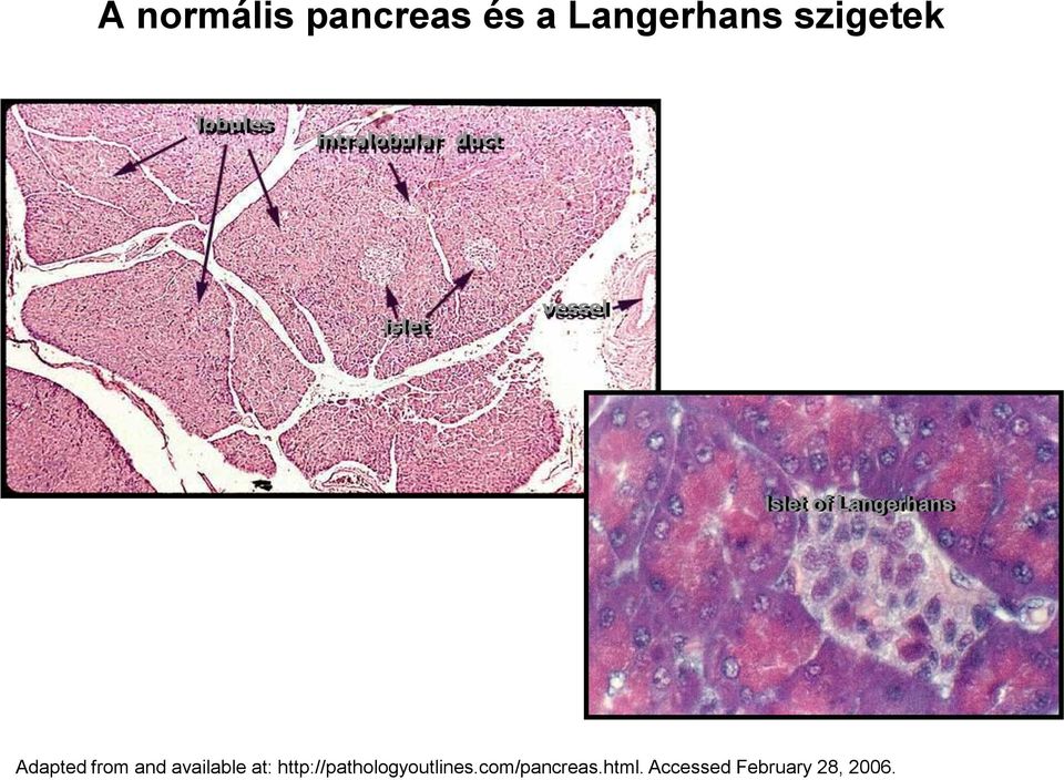 Langerhans Adapted from and available at: