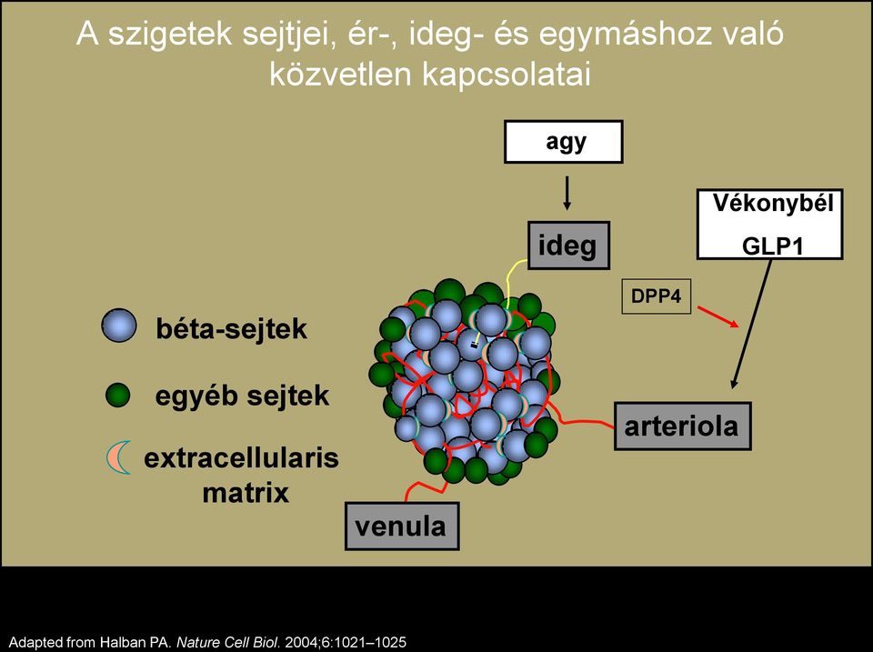 béta-sejtek egyéb sejtek extracellularis matrix venula