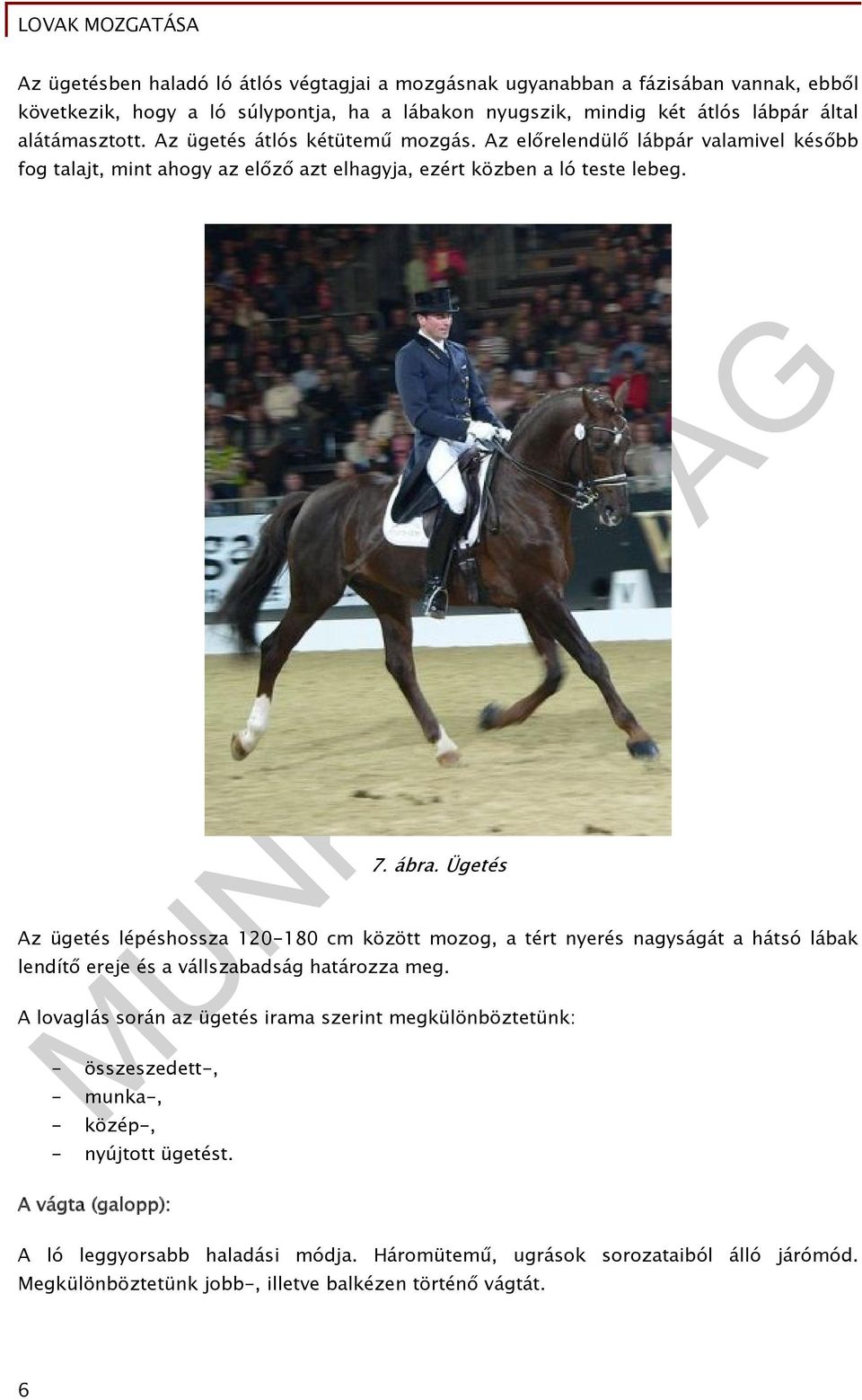Ügetés Az ügetés lépéshossza 120-180 cm között mozog, a tért nyerés nagyságát a hátsó lábak lendítő ereje és a vállszabadság határozza meg.