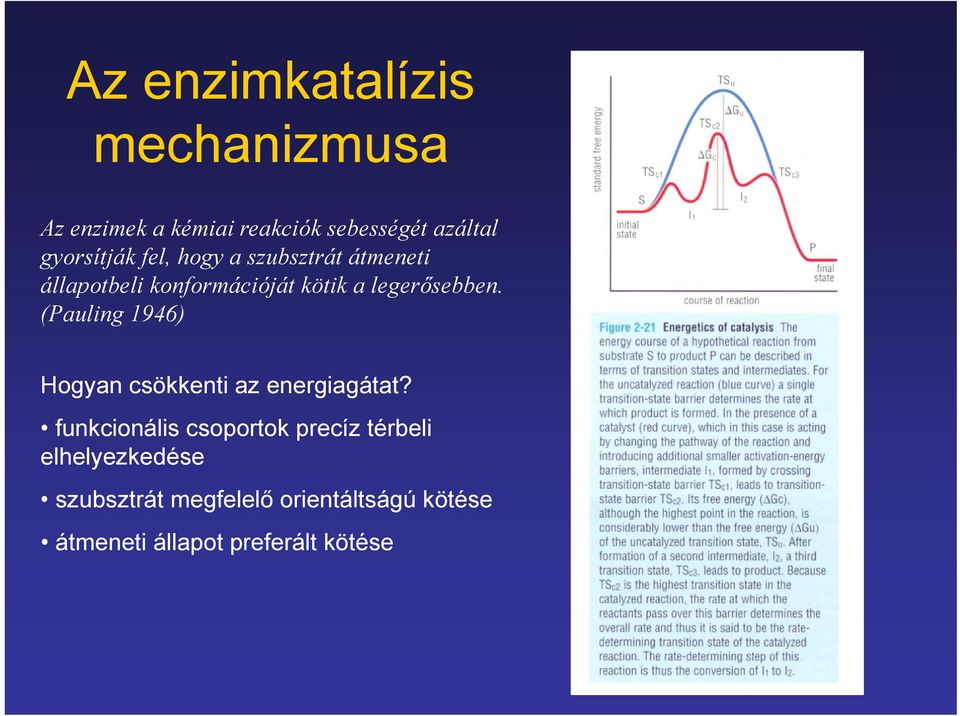 legerősebben. (Pauling 1946) Hogyan csökkenti az energiagátat?