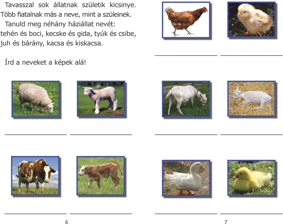Tanuld meg néhány háziállat nevét: tehén és boci, kecske