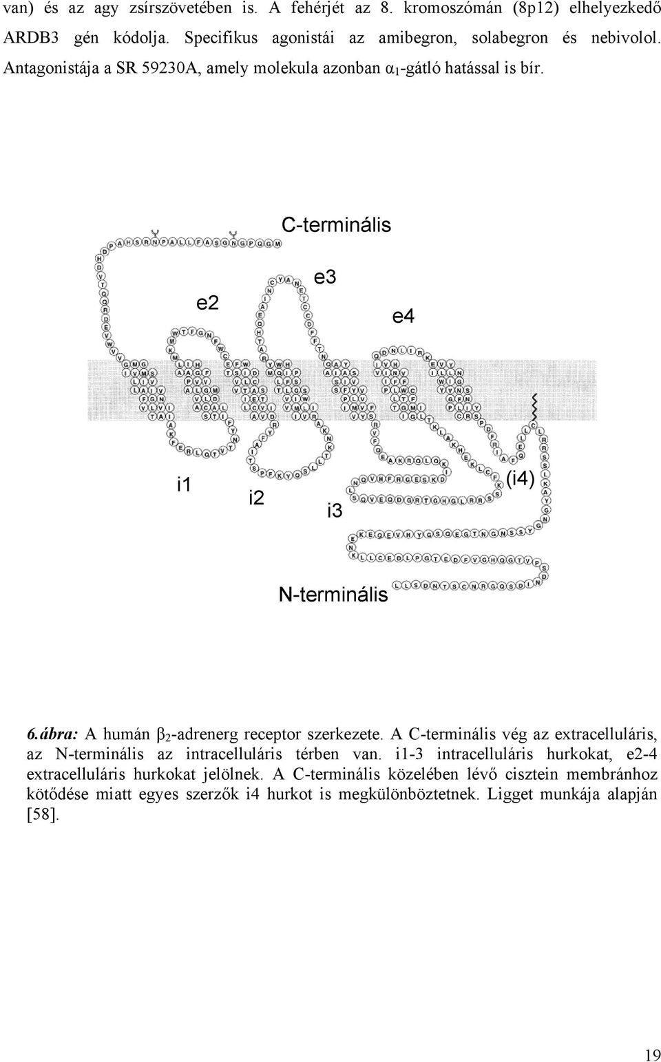 C-terminális e2 e3 e4 i1 i2 i3 (i4) N-terminális 6.ábra: A humán β 2 -adrenerg receptor szerkezete.