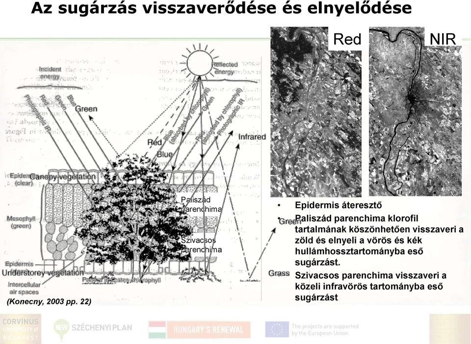 klorofil tartalmának köszönhetően visszaveri a zöld és elnyeli a vörös és kék