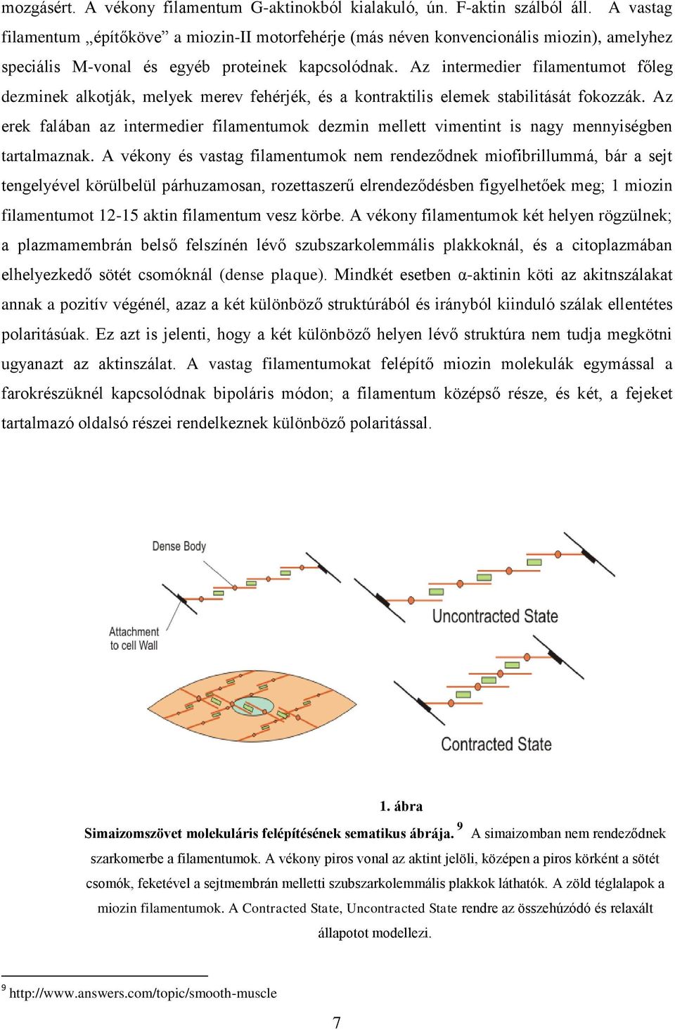 Az intermedier filamentumot főleg dezminek alkotják, melyek merev fehérjék, és a kontraktilis elemek stabilitását fokozzák.