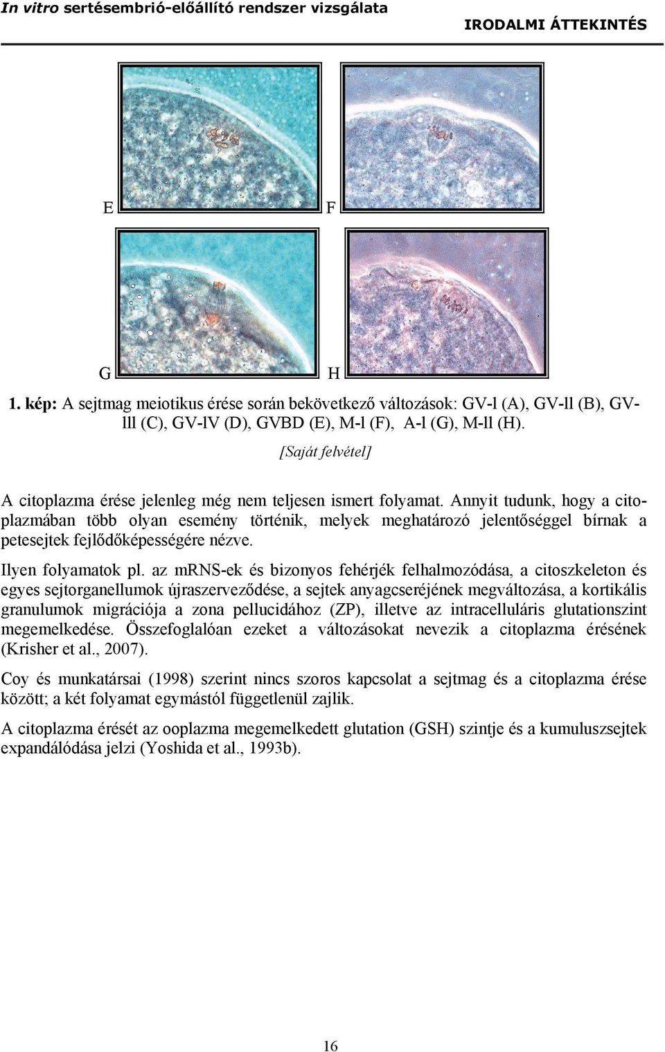 [Saját felvétel] A citoplazma érése jelenleg még nem teljesen ismert folyamat.