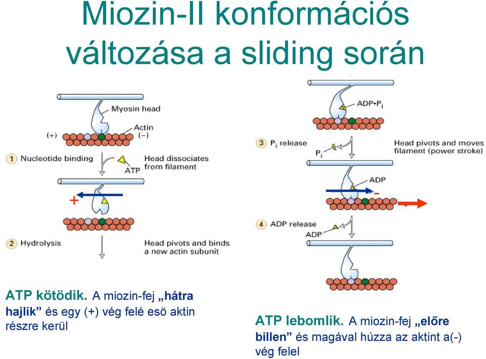 A miozin-fej hátra hajlik és egy (+) vég felé esö