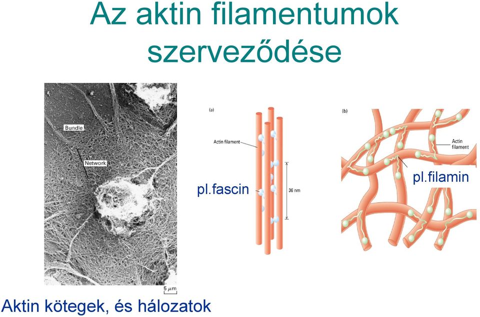 szerveződése pl.