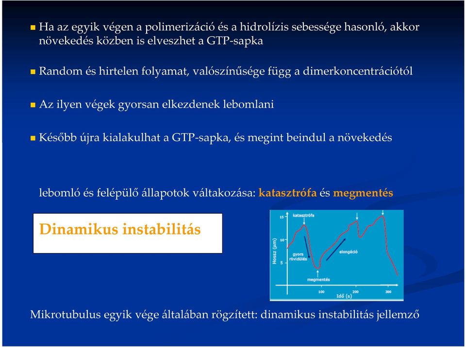 Később újra kialakulhat a GTP-sapka, és megint beindul a növekedés lebomló és felépülő állapotok váltakozása: