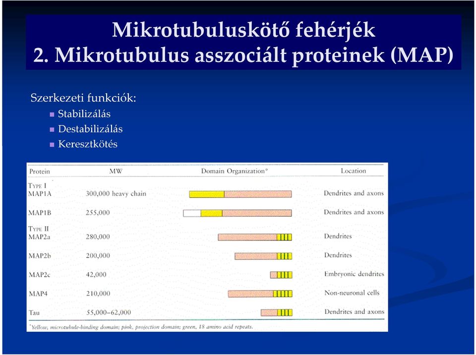 proteinek (MAP) Szerkezeti